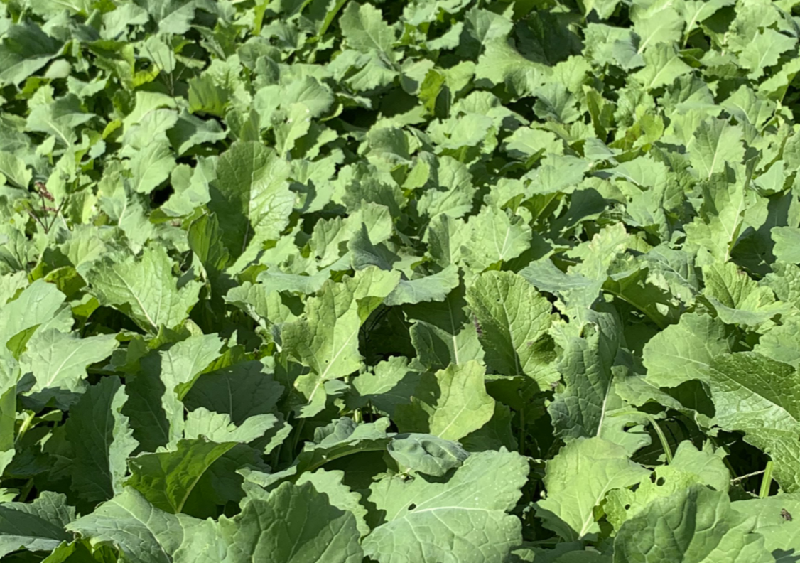 Premium Mix brassica