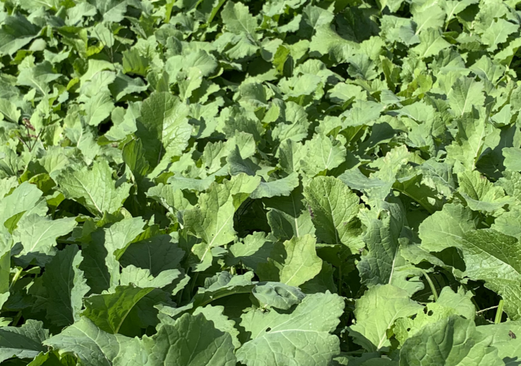 Premium Mix brassica