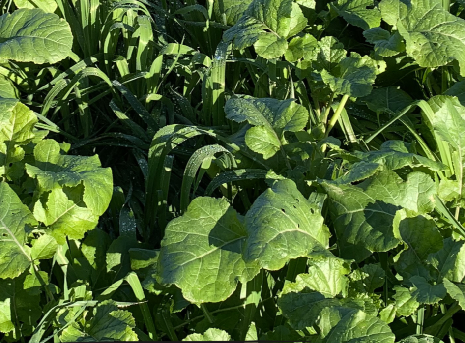 Premium Mix d'automne