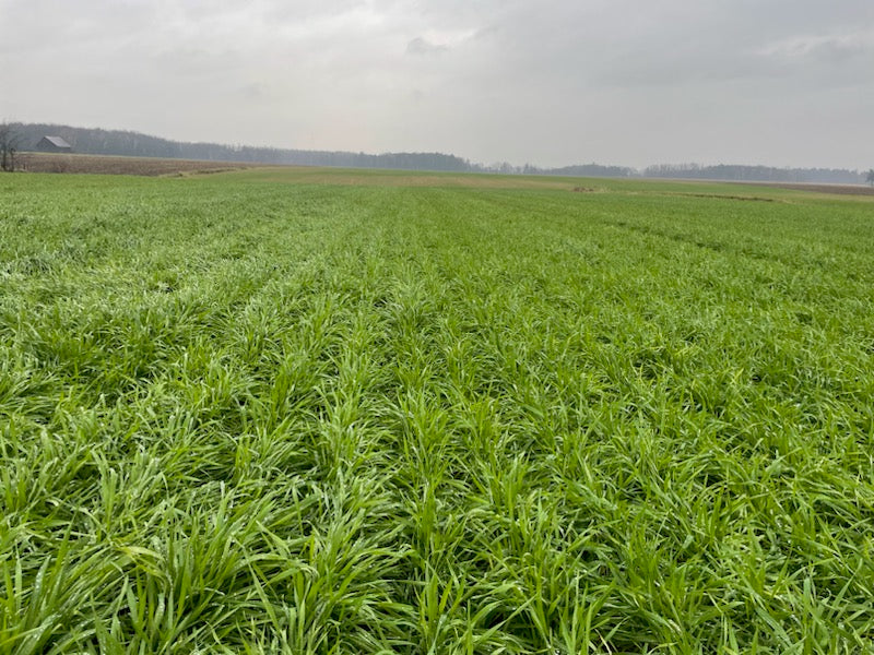 Premium Mix de Céréales