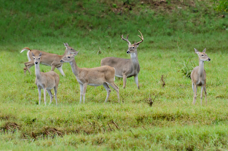 Discover our diverse foodplot line