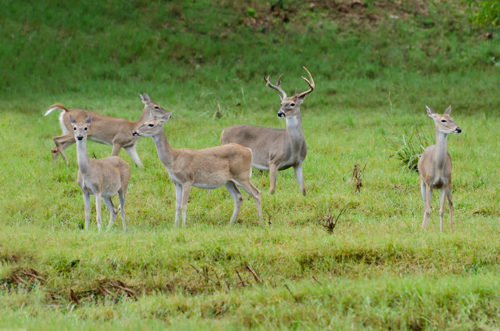 Discover our diverse foodplot line