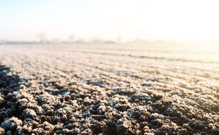 Frost Seeding pour les Champs Nourriciers : Avantages et Inconvénients