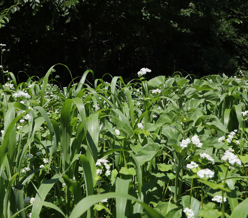 Summer foodplot