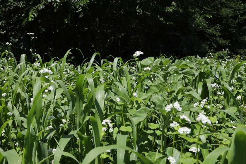 Summer foodplot
