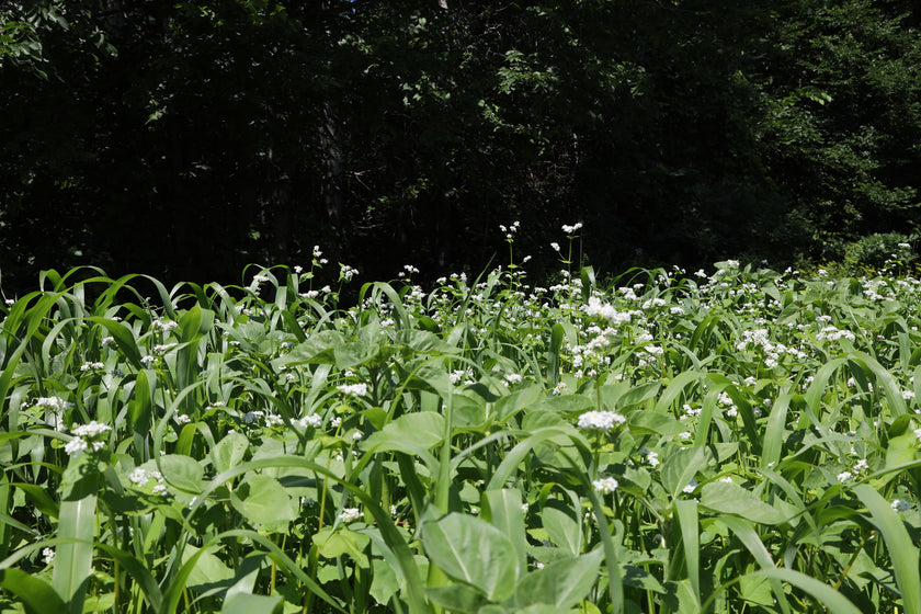 Summer foodplot
