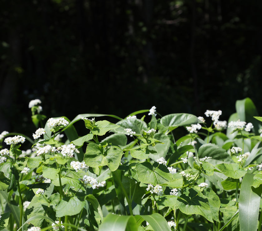 Summer foodplot