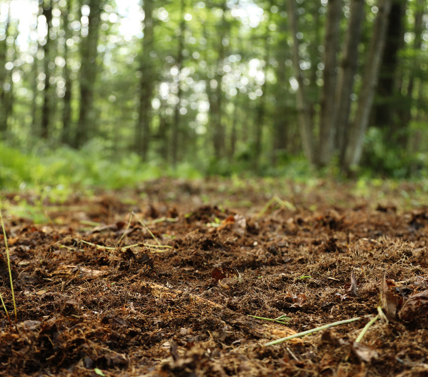 No till foodplot
