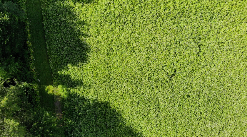 Summer foodplot